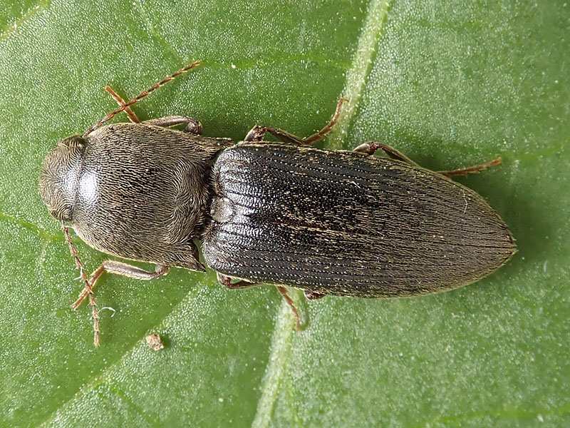 Elateridae: Agriotes sp.